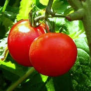 Growing Tomatoes from Seeds